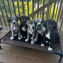 Great Dane puppies from Taylor's Tails of Joy