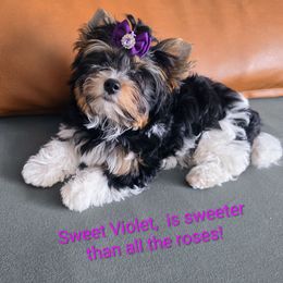 Violet - Biewer Terrier