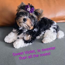 Violet - Biewer Terrier