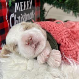 Gray Boy - Parti male Goldendoodle puppy in Greeley, Colorado from Millie Billie Doodles