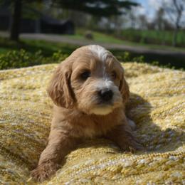 Aussiedoodle and Goldendoodle Puppies from Classic City Doodles