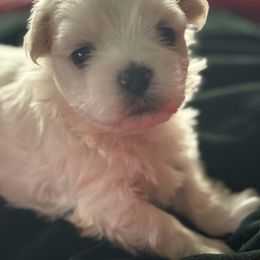 Bichon Frise, German Shepherd, and Maltese Puppies from Top Shepherd -Bichon Frisé-Maltise