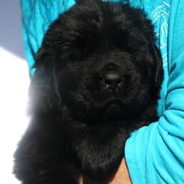 Dolly  Pink Collar - Black female Newfoundland puppy in Kimball Twp, Michigan from Pine River Newfoundlands