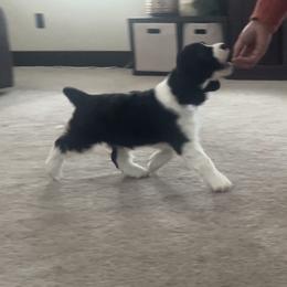 English Springer Spaniel Puppies from Timberwood English Springer Spaniels
