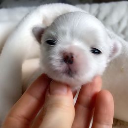 Maltese Puppies from Vellavica Maltese