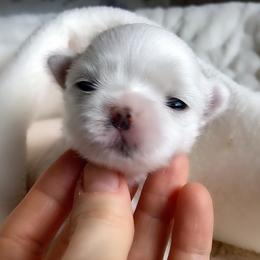 Maltese Puppies from Vellavica Maltese