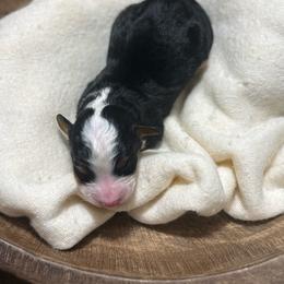 Lucy - Tri-color female Bernedoodle puppy in Bellevue, Iowa from Blended Acres & Kennels