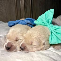 Mr Blues - Light golden male Golden Retriever puppy in Midlothian, Texas from Brightest Days