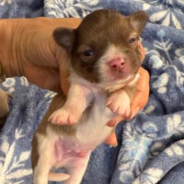 Brown and white long coat male - Fawn and white male Chihuahua puppy in Summerfield, Florida from Uey’s Chihuahuas