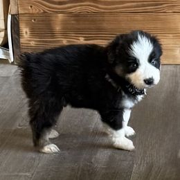 Brewster - Black tri-color male Australian Shepherd puppy in Ellensburg, Washington from Creekside Aussies