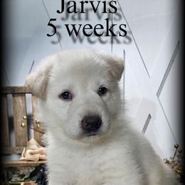 Jarvis - White male German Shepherd puppy in Sequim, Washington from German Shepherd Haus