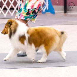 Bear - Shetland Sheepdog