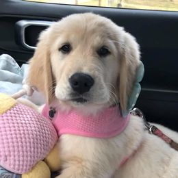 Golden Retriever Puppies from Gaddis Golden Retrievers