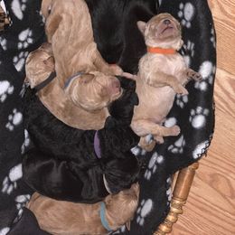Goldendoodle Puppies from Izzy's Doodles