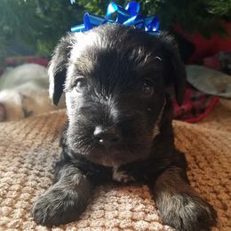 Miniature Schnauzers from M and K Schnauzers