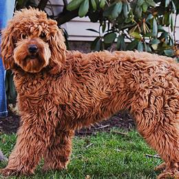 Brandy - Goldendoodle