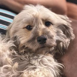 Sylphie - Dachshund