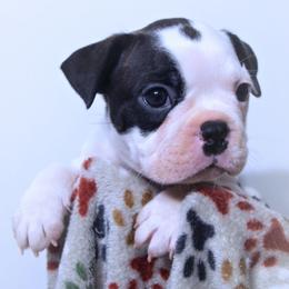 Baby Otis - Black brindle and white male Boston Terrier puppy in Kingsport, Tennessee from Sleepwalker Bostons