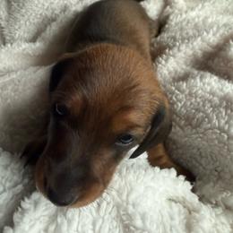 Red sable boy 2 - Sable male Dachshund puppy in Xenia, Ohio from Kuhbander Stable Llc