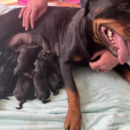 Rottweiler Puppies from Vom Arnold-Hause Rottweilers