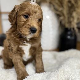 Goldendoodle and Maltipoo Puppies from Jessica's Maltipoo and Goldendoodle