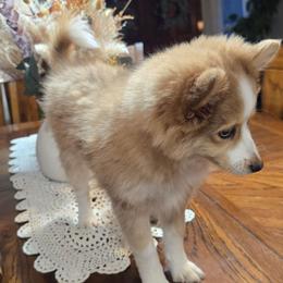 Reba - Red and white female Pomsky puppy in Elgin, Oregon from Kenna'z Kuddly Pomskiez