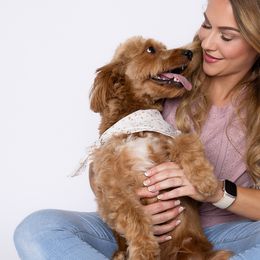 Aussiedoodles, Golden Aussiedoodles, and Goldendoodles from Miami Mini Doodles