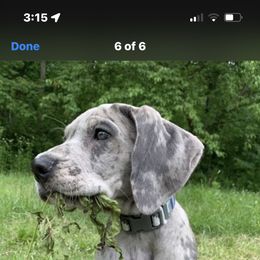 Great Dane Puppies from BkB’s House of Danes