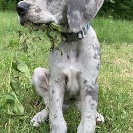 Great Dane Puppies from BkB’s House of Danes