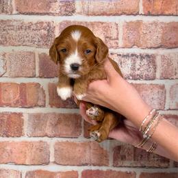 Chip - Red male Cavapoo puppy in Calhoun, Georgia from Happy Top Doodles