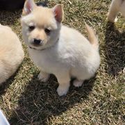 Prince (tan collar) - Cream Schipperke puppy in Alcester, South Dakota from Fischer Kennels