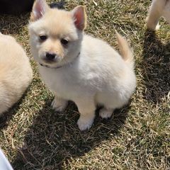 Prince (tan collar) - Cream Schipperke puppy in Alcester, South Dakota from Fischer Kennels