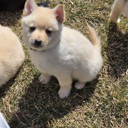 Prince (tan collar) - Cream Schipperke puppy in Alcester, South Dakota from Fischer Kennels