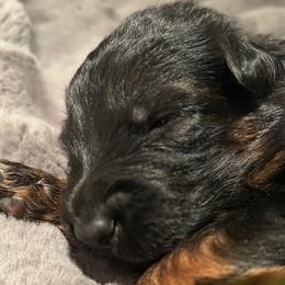 Borys - Black and red male German Shepherd puppy in Snohomish, Washington from Wataha Shepherds