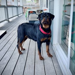 Pretty lady IX - Black and mahogany female Rottweiler puppy in Denver, Colorado from Denver Rottweilers