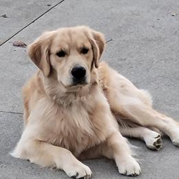Mason - Golden Retriever