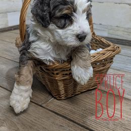 Spruce - Blue merle male Bernedoodle puppy in Cambridge, Minnesota from Country Meadow Doodles