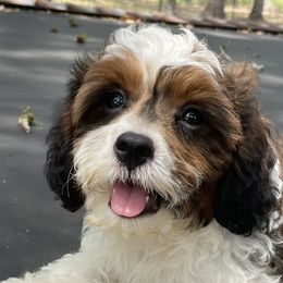 Cavapoos and Poodles from Bright Morning Star Pups