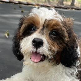 Cavapoos and Poodles from Bright Morning Star Pups