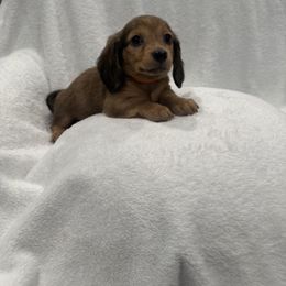 Dachshund Puppies from Darling Doxies