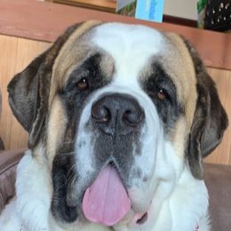ABBEY - Saint Bernard