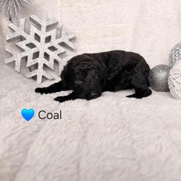 Coal - Black male Poodle puppy in Osage Beach, Missouri from Pups Are Us