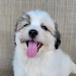 Levi - Brown and white male Shichon puppy in Limestone, Tennessee from Pilot Hill Teddy Bear Puppies