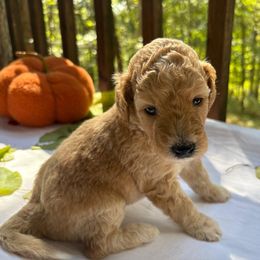 Violet - Cream female Labradoodle puppy in Watertown, Tennessee from PawfectBud