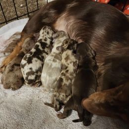 Boy 1 - Dapple male Dachshund puppy in Wichita Falls, Texas from Desert Willow Dachshunds