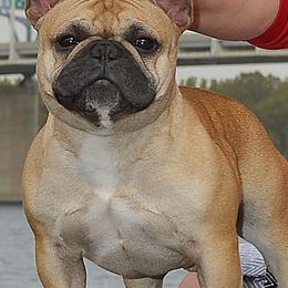 French Bulldogs and Great Danes from Treasure Wylie
