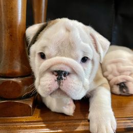 Bulldog Puppies from Simpkins' Southern Bulldogs