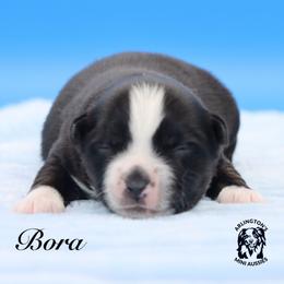 Bora - Black tri male Miniature Australian Shepherd puppy in Weeki Wachee, Florida from Arlington's Mini Aussies