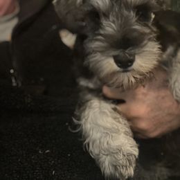 Miniature Schnauzer Puppies from Texas Schnauzers