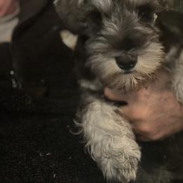 Miniature Schnauzer Puppies from Texas Schnauzers